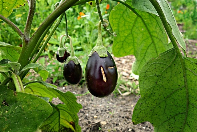 Eggplant seeds in fine gardening fine-gardening