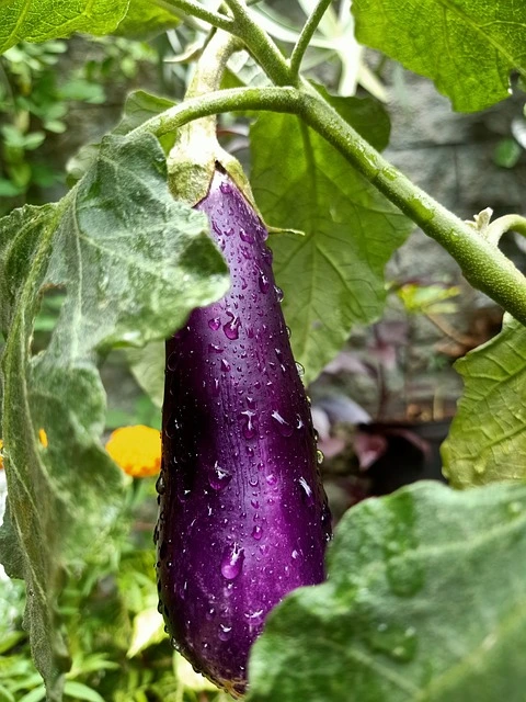 Eggplant seeds in fine gardening fine-gardening2