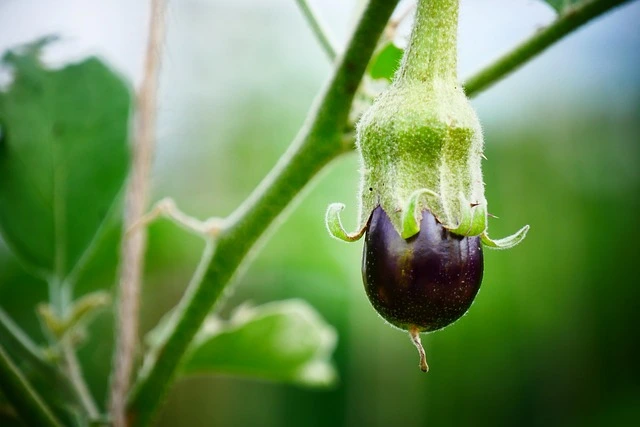 Eggplant seeds in fine gardening fine-gardening3