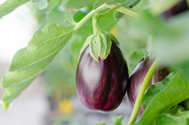 Eggplant seeds in fine gardening fine-gardening4