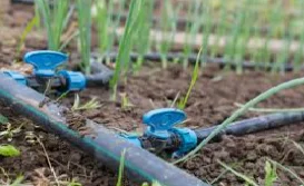 irrigation Drip irrigation