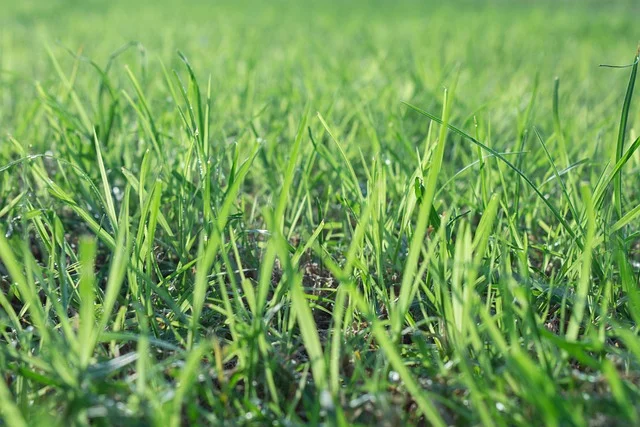 grass sowing grass from scratch cultivate a new lawn like a pro in fine-gardening fine gardening