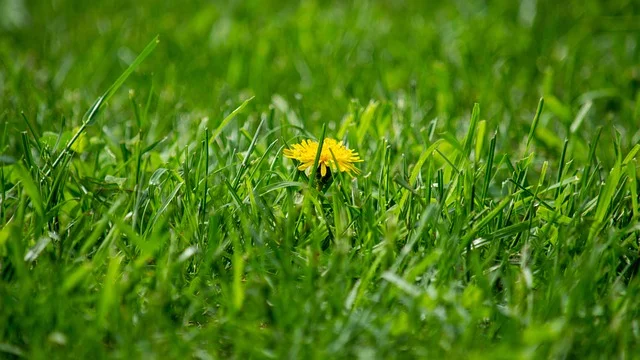 sowing grass from scratch cultivate a new lawn like a pro in fine-gardening fine gardening dandelion