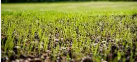 sowing grass from scratch cultivate a new lawn like a pro in fine-gardening fine gardening