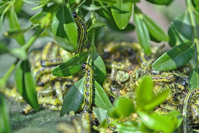 Boxwood Chenille_-Ver-de-terre_-Foreur-de-buis-caterpillar-green-topiary-boxwood-plant-_Buxus-spp