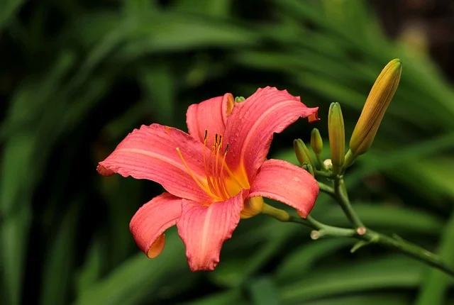 Daylily Hemerocallis spp The Reliable Perennial for Every Garden