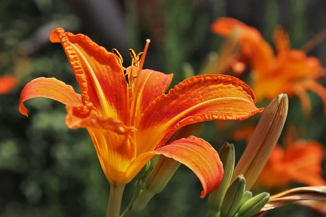 Daylily Hemerocallis spp The Reliable Perennial for Every Garden lily