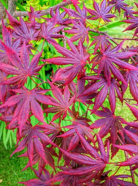 Japanese Maple acer  (Acer palmatum) arbre feuille tree paper fine-gardening