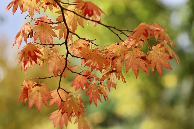 Japanese Maple maple