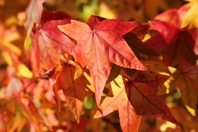 Japanese Maple