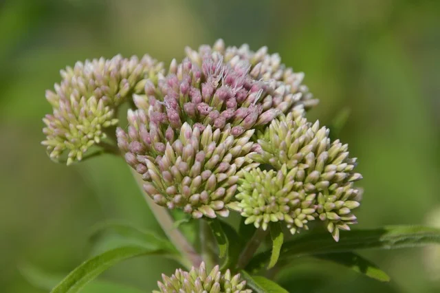 Native plants  asclepias-incarnata fine-gardening fine gardening