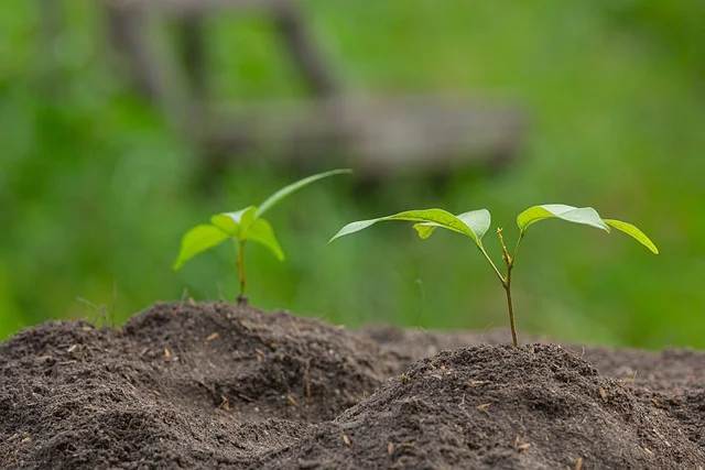 Soil Testing seedling Plantes Germer Nature plant fine-gardening fine gardening