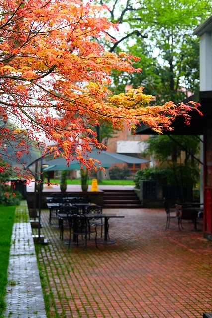 Japanese Maple