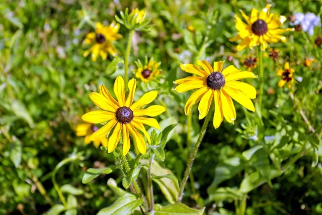 black-eyed-susan in-idaho fine-gardening fine gardening