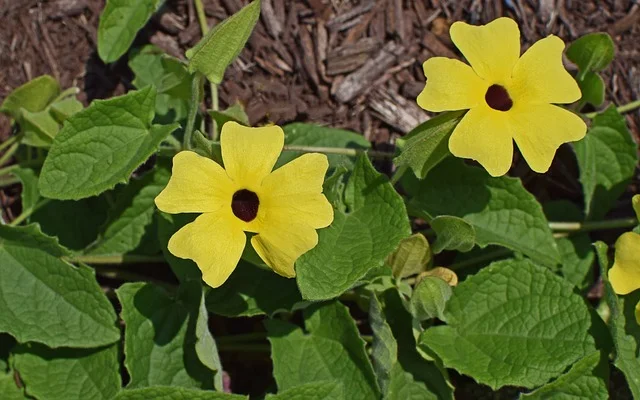 black-eyed-susan vine black eyed susan vine fine-gardening fine gardening