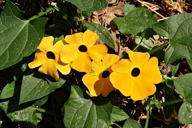 black-eyed-susan vine fine-gardening fine gardening