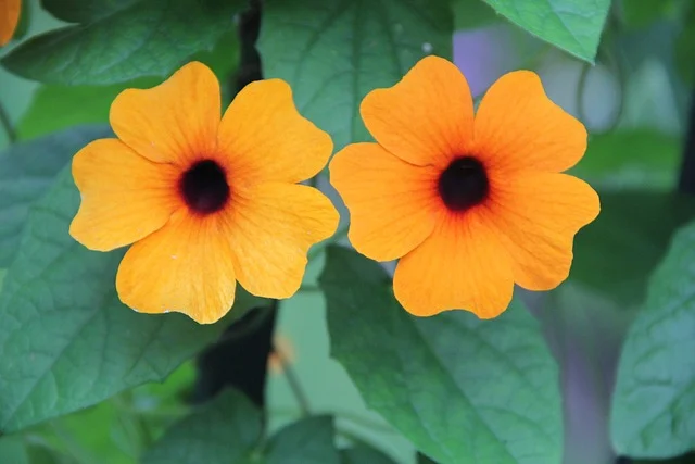 black-eyed-susan black-eyed-susanne fine-gardening fine gardening