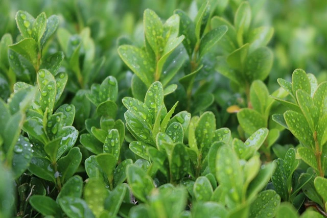 boxwood plant Boxwood-_Buxus-spp. fine-gardening-fine-gardening-Buis-S_en-va-Les-plantes