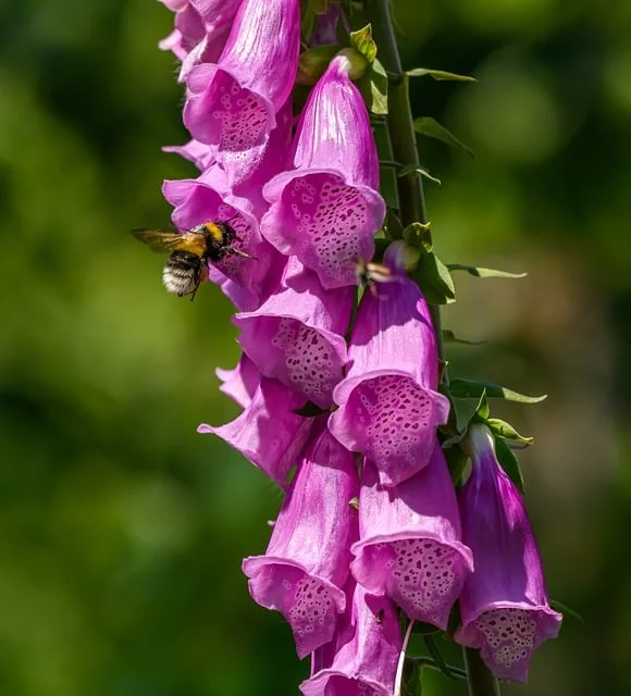 Pollinators bumblebee fine-gardening fine gardening