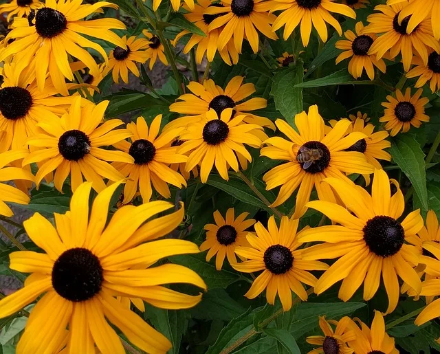 black-eyed-susan busy-bee-on-black-eyed-susan fine-gardening fine gardening