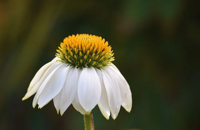 coneflower echinacea