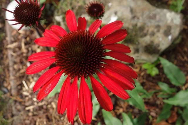 coneflower echinacea