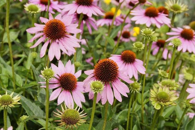 coneflower  echinacea