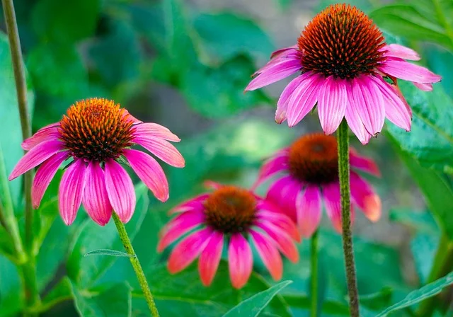 coneflower purple coneflower fine gardening fine-gardening