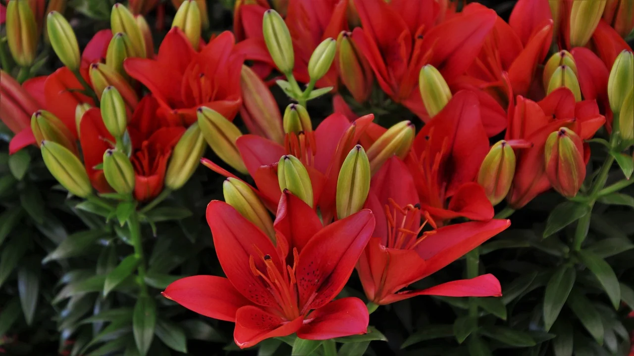 flowers Daylily Hemerocallis spp The Reliable Perennial for Every Garden