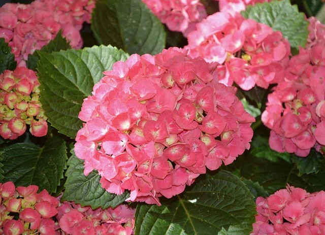 Hydrangea fine-gardening hydrangea macrophylla