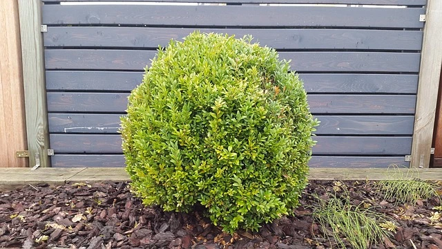 Boxwood green-topiary-boxwood-plant--_Buxus-spp