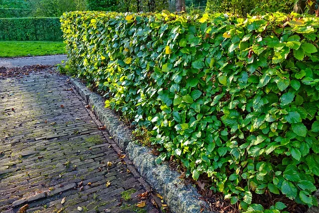 Hedges fine-gardening