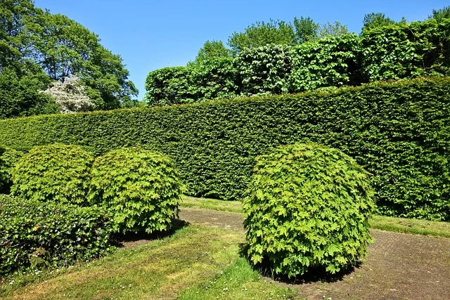 Hedges garden Hedges fine-gardening