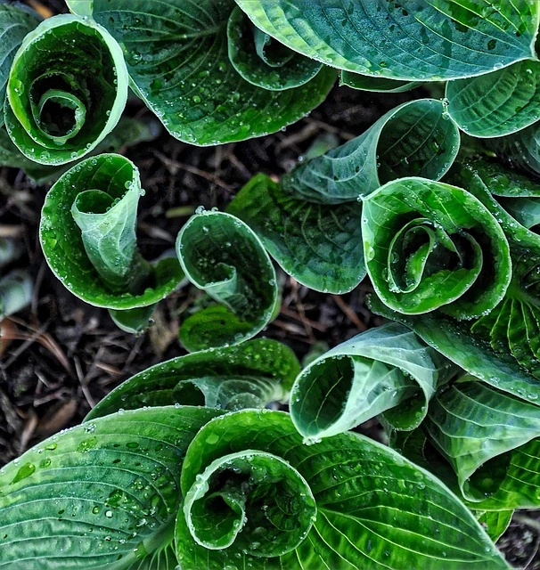 hostas Hosta Spécimen Spécial fine-gardening fine gardening