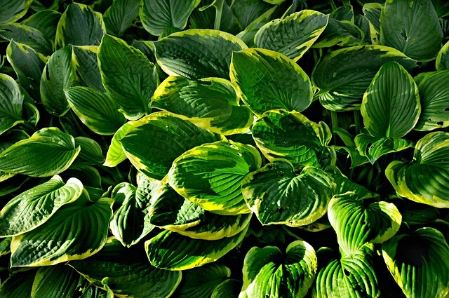 hostas hosta-Hostas Spécimen-Spécial-fine-gardening-fine-gardening