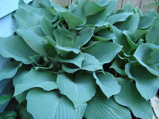 hostas hosta-Hostas-Spécimen-Spécial-fine-gardening-fine-gardening