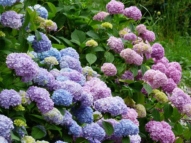 Hydrangea  in fine gardening fine-gardening hydrangea macrophylla