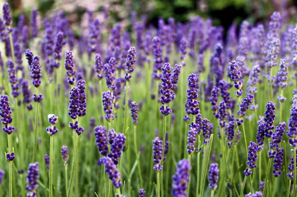 lavandula lavender  spp legender fine gardening fine-gardening