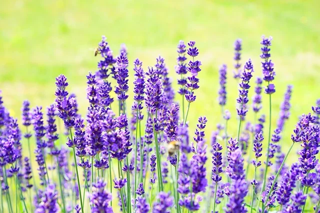 lavandula spp lavender legender fine gardening fine-gardening