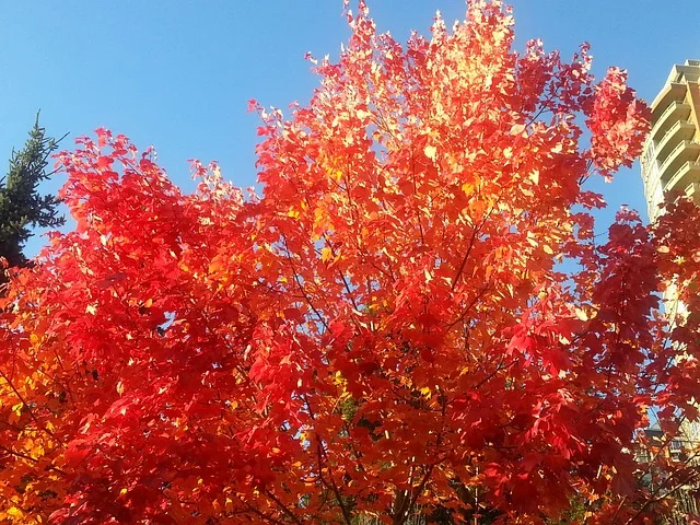 Japanese Maple maple leafe acer  (Acer palmatum) arbre feuille tree paper fine-gardening