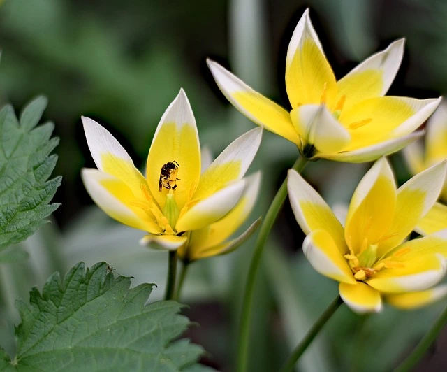 water spring use mulch fine-gardening fine gardening