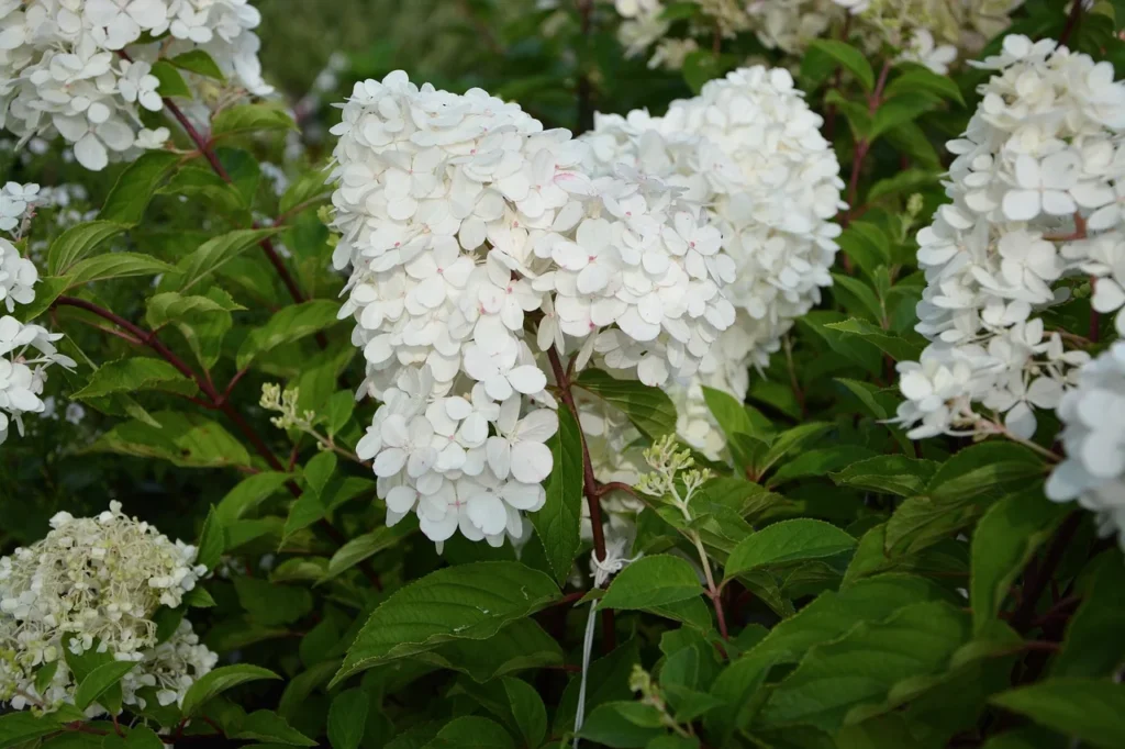 Hydrangea Hydrangea macrophylla in fine gardening