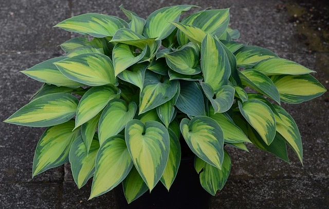 plantain lily hosta-Hostas-Spécimen-Spécial-fine-gardening-fine-gardening