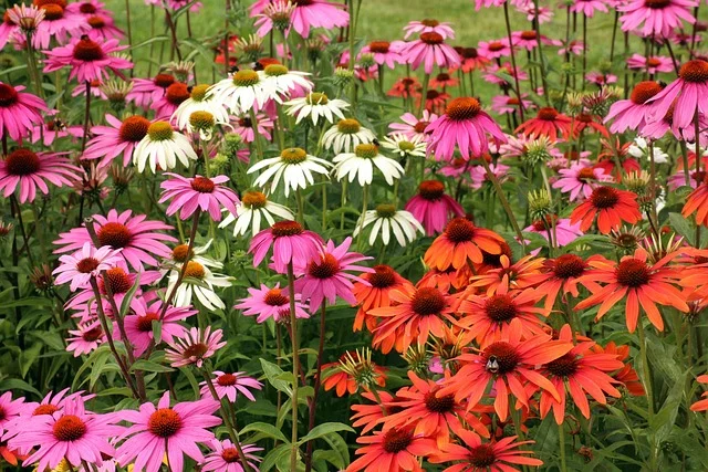 coneflower purple coneflower fine gardening fine-gardening