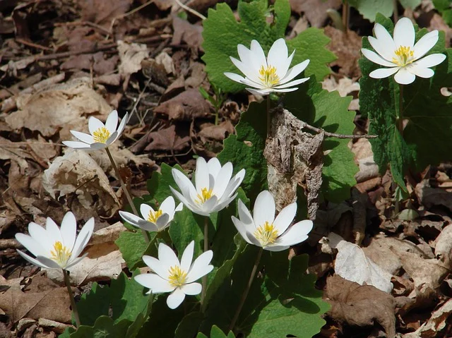 Pollinators sanguinarea-canadensis  Bloodroot fine-gardening fine gardening