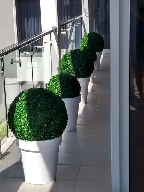 boxwood topiary-balls-green-topiary--plant-Boxwood-_Buxus-spp