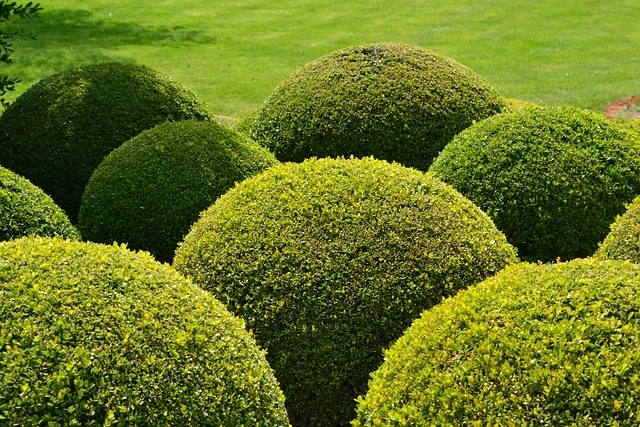 boxwood topiary plant-Boxwood-_Buxus-spp._-fine-gardening-fine-gardening-Buis-S_en-va-Les-plantes