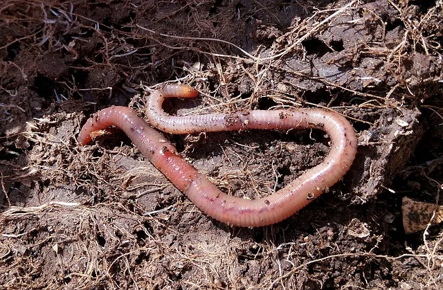 composting worm compost fine-gardening fine gardening