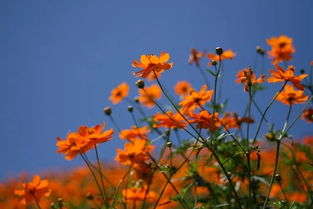 Consider Companion Planting marigold fine-gardening fine gardening