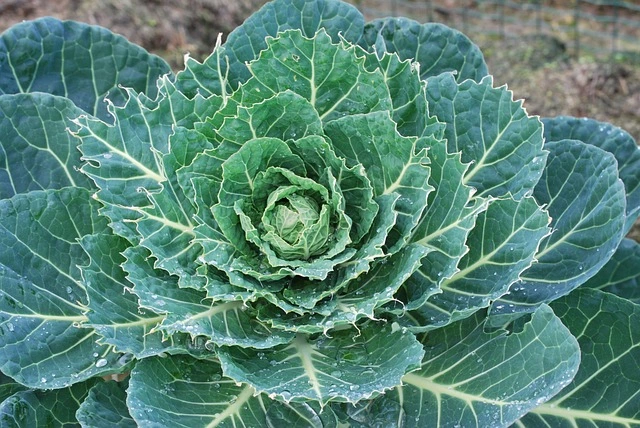 Disease-Resistant Plant cabbage fine gardening fine-gardening 